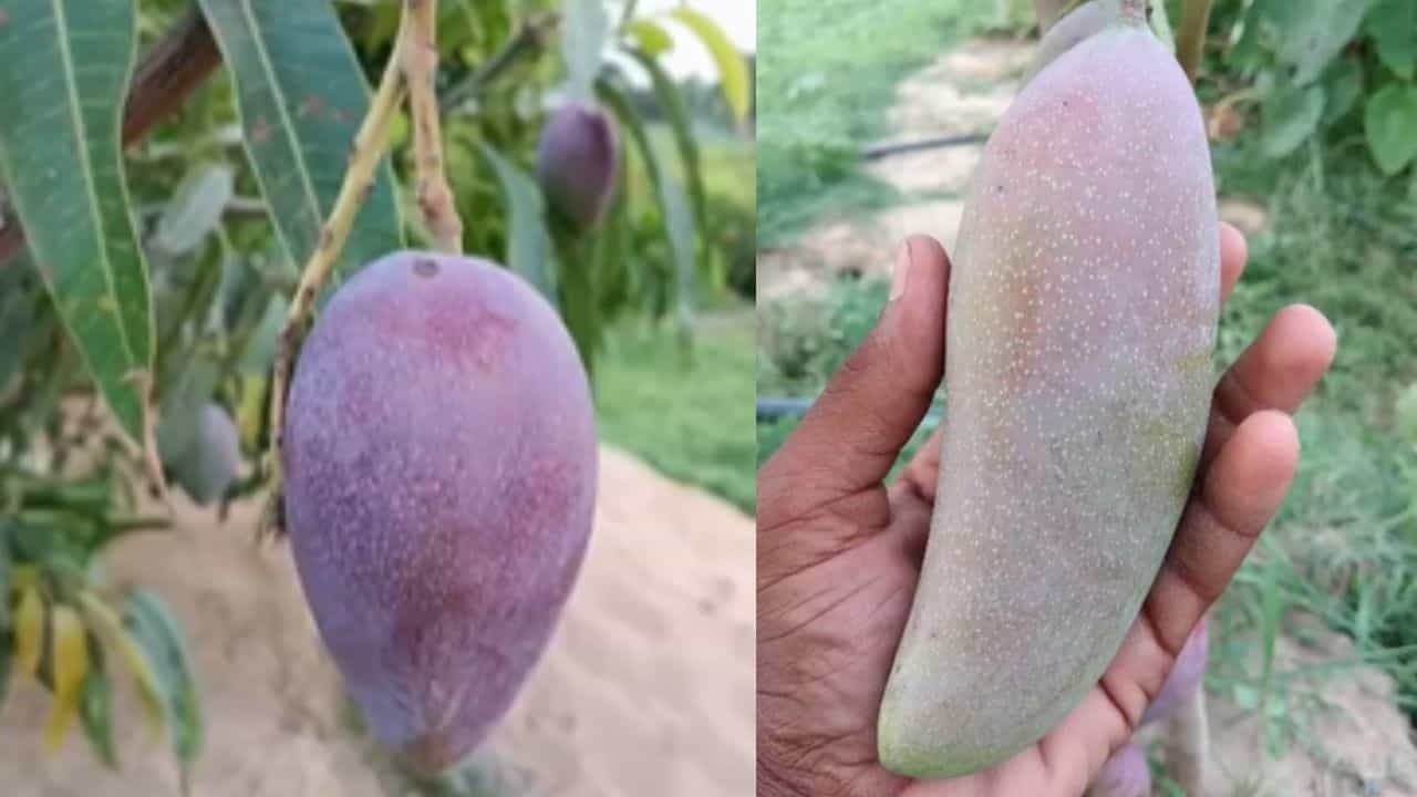 एक पौधे पर 12 तरह के आम: जमुई के दो भाइयों ने 'पुष्पवाटिका' में उगाया जापान का मियाजाकी और थाईलैंड का बनाना मैंगो, हर साल हो रही ₹12 लाख की कमाई