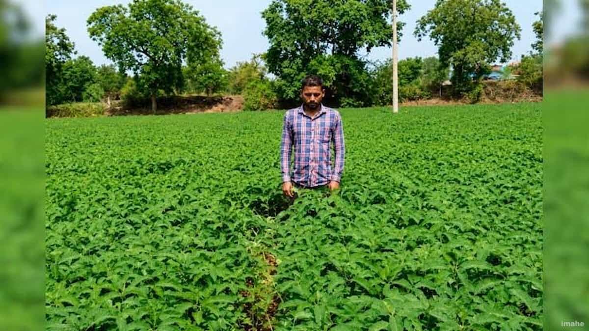 खेती में 'जादू' कर रहा ढैंचा बीज! रासायनिक खाद को कहें बाय-बाय, दोगुना होगा आपका मुनाफा