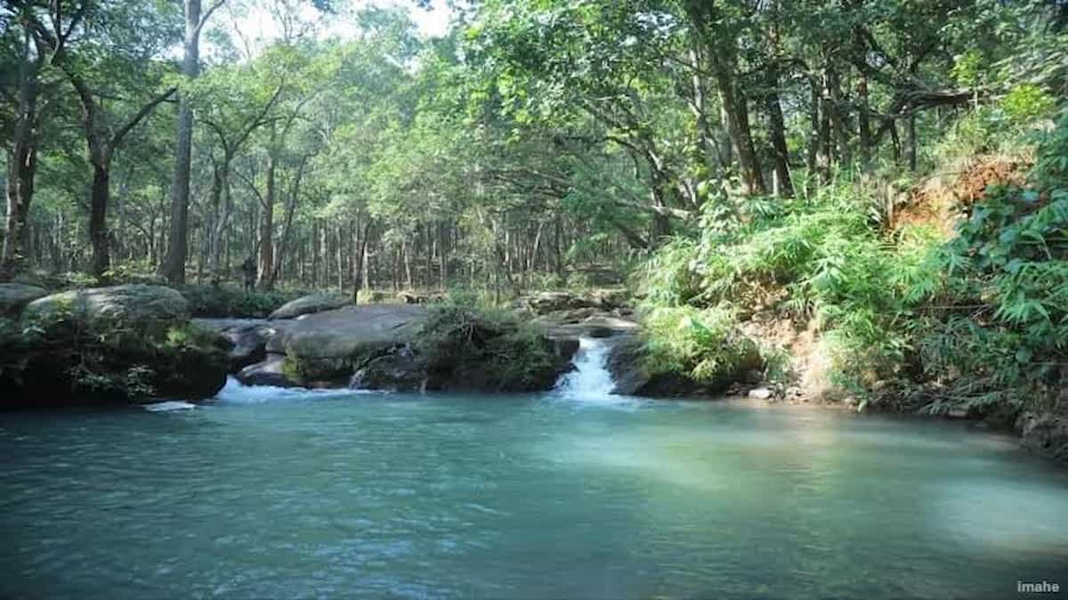 बेतला नेशनल पार्क का 'सीक्रेट रूट' हुआ वायरल: सफारी बंद होने के बाद भी पलामू की खूबसूरती ने खींचा पर्यटकों का ध्यान