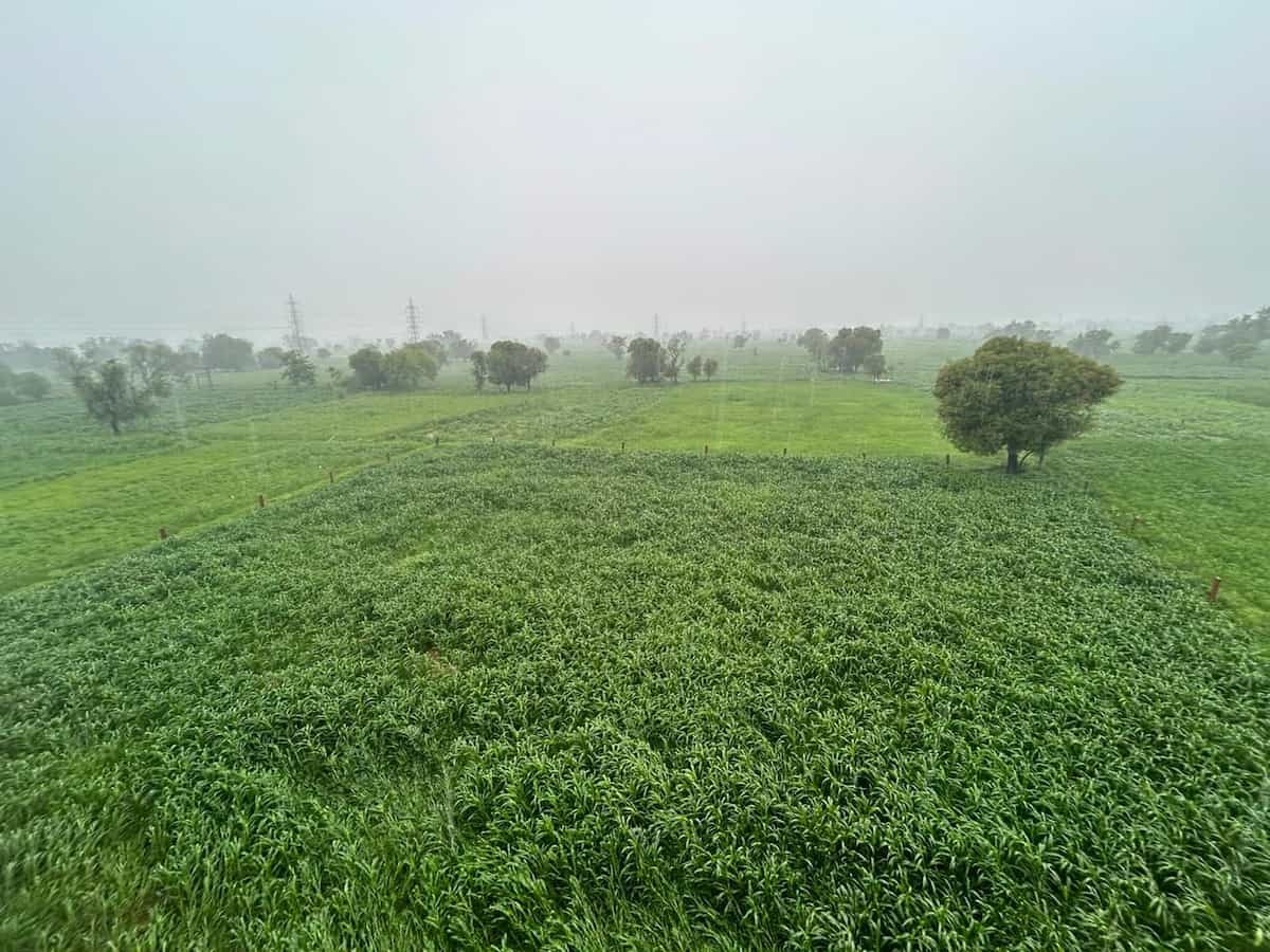 पूर्वी राजस्थान में झमाझम बारिश बनी किसानों के लिए वरदान, महज चार दिनों में 7 लाख हेक्टेयर तक बढ़ी खरीफ की बुवाई