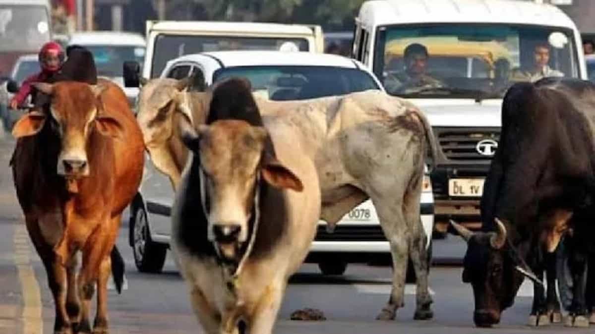 पशुओं के लिए वरदान 'शालिहोत्र एक्सप्रेस': अब एक फोन कॉल पर मिलेगी मुफ्त मेडिकल मदद