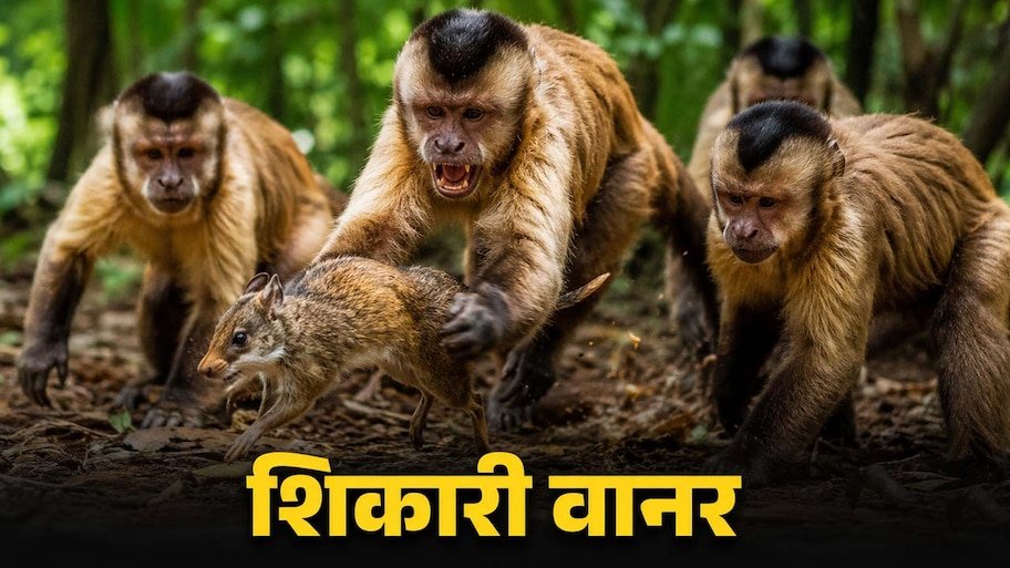 शाकाहारी छवि के पीछे छिपा खूंखार शिकारी: कब और क्यों मांस के भूखे हो जाते हैं बंदर? शिकार का दिमाग और आंतें पहले चट करने की खौफनाक वैज्ञानिक वजह जान उड़ जाएंगे होश