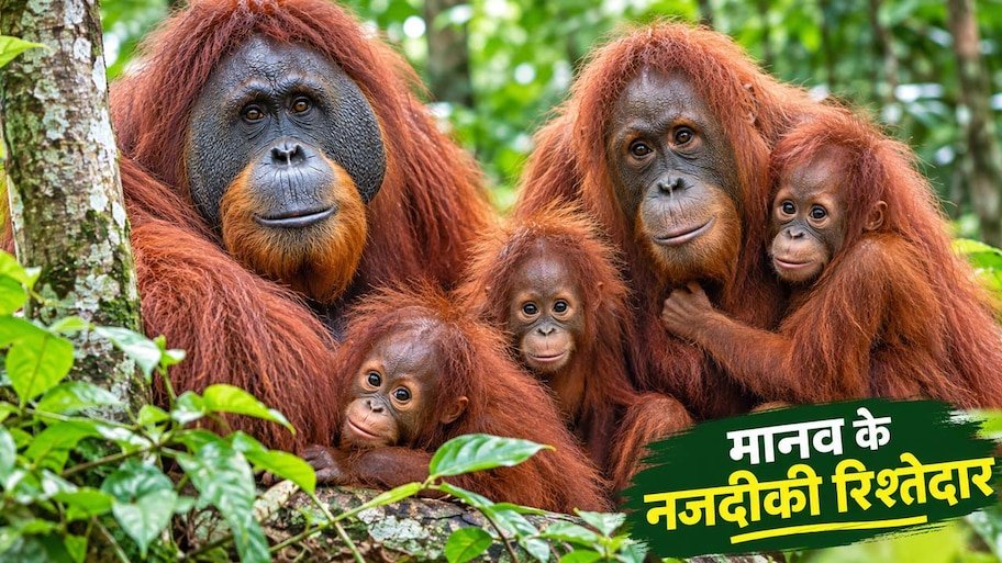 ओडिशा के जंगलों में मिले 5 दुर्लभ 'महावानर': इंसानों से 95% मैच करता है DNA; हजारों किमी समंदर पार कर इंडोनेशिया से भारत कैसे पहुंचे?