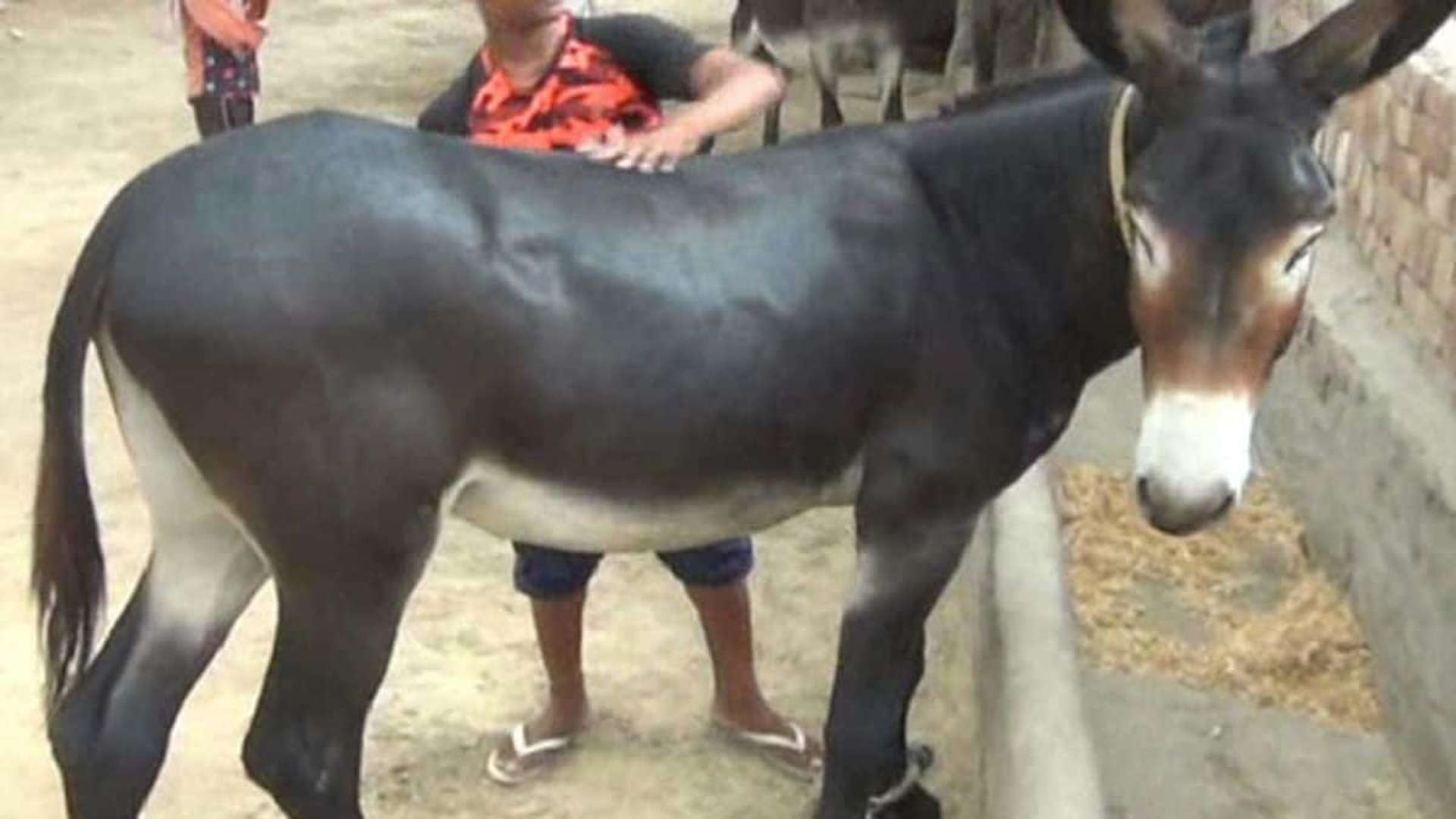 World Most Expensive Donkey: ये है दुनिया का सबसे महंगा गधा! कीमत इतनी कि आ जाए नई चमचमाती Swift कार, जानिए क्या है इसकी खासियत