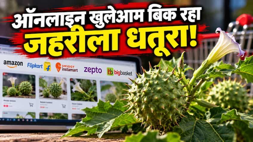 ऑनलाइन फूड प्लेटफॉर्म्स पर बिक रहा था जानलेवा धतूरा, FSSAI ने लिया कड़ा एक्शन; अमेजन, फ्लिपकार्ट, जोमैटो-ब्लिंकिट समेत 5 बड़ी ई-कॉमर्स कंपनियों पर शिकंजा