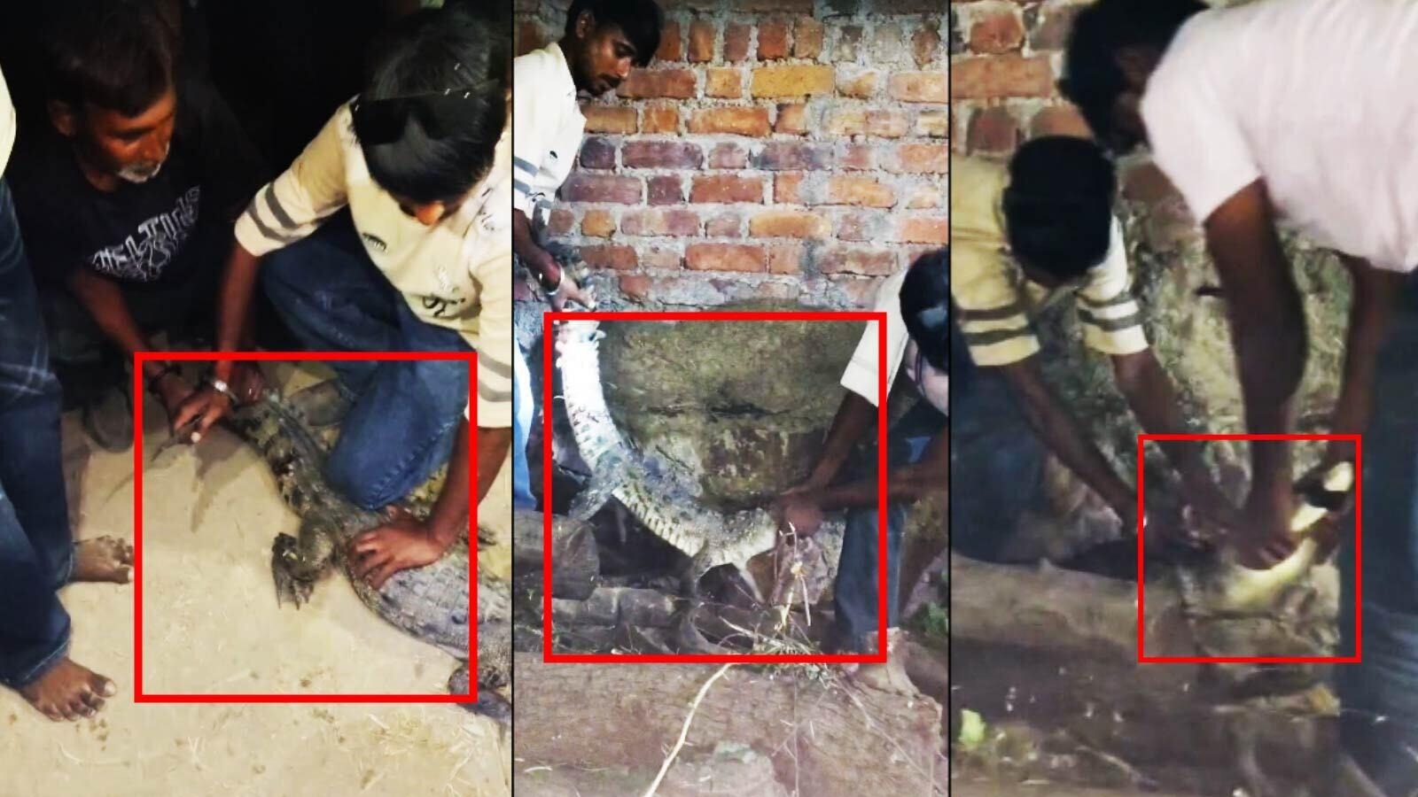 घर की रसोई में रेंगता दिखा विशालकाय मगरमच्छ! कोटा के निमोला गांव में फैली सनसनी