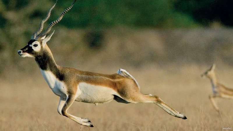 छत्तीसगढ़ के गोमर्डा अभयारण्य में क्या है खास? 1970 में गायब हुए काले हिरण