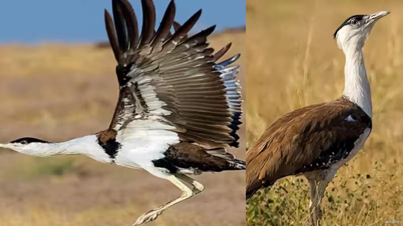 जैसलमेर में गोडावण प्रोजेक्ट को बड़ा झटका! आजादी पर लगा कड़ा पहरा