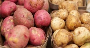 557681 Red Potato