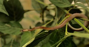 Snake Attract Plants, ಹಾವು ಆಕರ್ಷಿಸುವ ಸಸ್ಯಗಳು, ಹಾವುಗಳನ್ನು ಆಕರ್ಷಿಸುವ ಸಸ್ಯಗಳು, ಹಾವುಗಳನ್ನು ಆಕರ್ಷಿಸುವ ಒಳಾಂಗಣ ಸಸ್ಯಗಳು, Plants that attract snakes in India, Indoor plants that attract snakes, Does Aloe vera attract snakes, 8 plants that repel snakes, Does money plant attract snakes, Flowers that attract snakes, Plants that snakes hate, Does bougainvillea attract snakes,