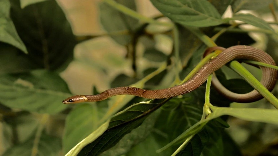 Snake Attract Plants, ಹಾವು ಆಕರ್ಷಿಸುವ ಸಸ್ಯಗಳು, ಹಾವುಗಳನ್ನು ಆಕರ್ಷಿಸುವ ಸಸ್ಯಗಳು, ಹಾವುಗಳನ್ನು ಆಕರ್ಷಿಸುವ ಒಳಾಂಗಣ ಸಸ್ಯಗಳು, Plants that attract snakes in India, Indoor plants that attract snakes, Does Aloe vera attract snakes, 8 plants that repel snakes, Does money plant attract snakes, Flowers that attract snakes, Plants that snakes hate, Does bougainvillea attract snakes,