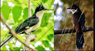 Birds In Rain One.jpg