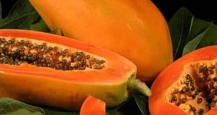 Boosts Immunity),Papaya Seeds,clean the skin,face pack,hair fall problem,papaya seed oil,hair mask,papaya peels,skin massage,get rid of acne skin tone,Relieves constipation,benefits for eyes,A treasure trove of nutrition