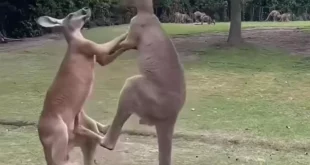 Kangaroos Video 696x488.jpg