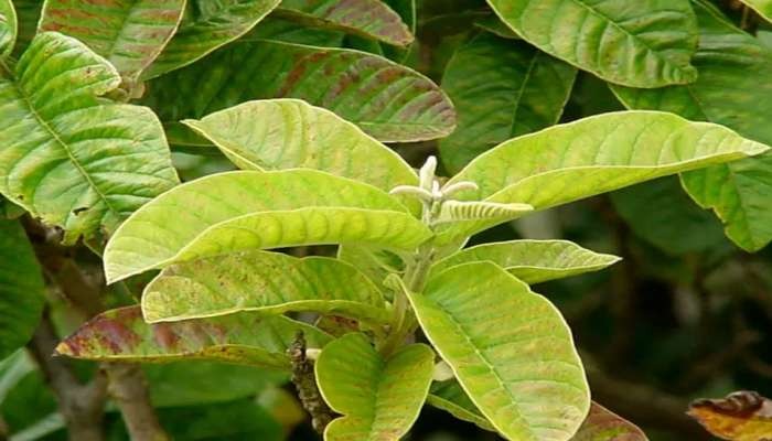 Guava leaf, Dental health, Panacea, Oral hygiene, Natural remedy, Morning routine, Mouthwash alternative, Antimicrobial properties, Gum health, Fresh breath, Prevent cavities, Herbal medicine, Dental care, Traditional remedy, Antioxidant-rich, Strengthen teeth, Prevent plaque, Healthy gums, Herbal tea, Dental benefits