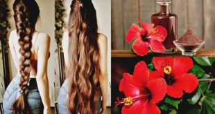 long hair,hibiscus for hair growth,hair growth,how to grow long hair,your hair will grow like crazy,hibiscus for hair,hibiscus shampoo,hair care,hibiscus hair oil,hibiscus leaves for hair growth,hibiscus shampoo for hair growth,hair growth tips,hibiscus and aloe vera for hair,thick hair,long and black hair,how to get thick hair,fenugreek and hibiscus hair mask,which hibiscus flower is good for hair,long and black hair oil,natural hair, hibiscus,hibiscus tea,hibiscus flower,hibiscus plant care,hibiscus care,hardy hibiscus,how to grow hibiscus,hibiscus tea benefits,hibiscus plant,tropical hibiscus,hibiscus sabdariffa,benefits of hibiscus tea,hibiscus plant growing tips,pruning hibiscus,health benefits of hibiscus tea,perennial hibiscus,hibiscus tea recipe,benefits of hibiscus,how to make hibiscus tea,hibiscus flower benefits,red hibiscus,hibiscus tea benefits for heart