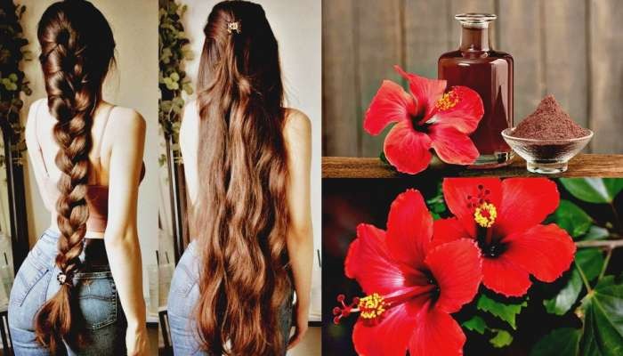 long hair,hibiscus for hair growth,hair growth,how to grow long hair,your hair will grow like crazy,hibiscus for hair,hibiscus shampoo,hair care,hibiscus hair oil,hibiscus leaves for hair growth,hibiscus shampoo for hair growth,hair growth tips,hibiscus and aloe vera for hair,thick hair,long and black hair,how to get thick hair,fenugreek and hibiscus hair mask,which hibiscus flower is good for hair,long and black hair oil,natural hair, hibiscus,hibiscus tea,hibiscus flower,hibiscus plant care,hibiscus care,hardy hibiscus,how to grow hibiscus,hibiscus tea benefits,hibiscus plant,tropical hibiscus,hibiscus sabdariffa,benefits of hibiscus tea,hibiscus plant growing tips,pruning hibiscus,health benefits of hibiscus tea,perennial hibiscus,hibiscus tea recipe,benefits of hibiscus,how to make hibiscus tea,hibiscus flower benefits,red hibiscus,hibiscus tea benefits for heart