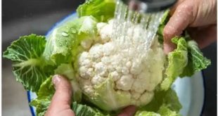 420605 Cauliflower