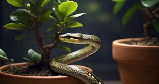 425396 Snakes Plants