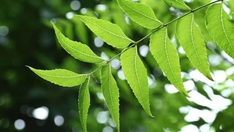 Neem,Benefits Of Neem,benefits of neem leaf,. Health