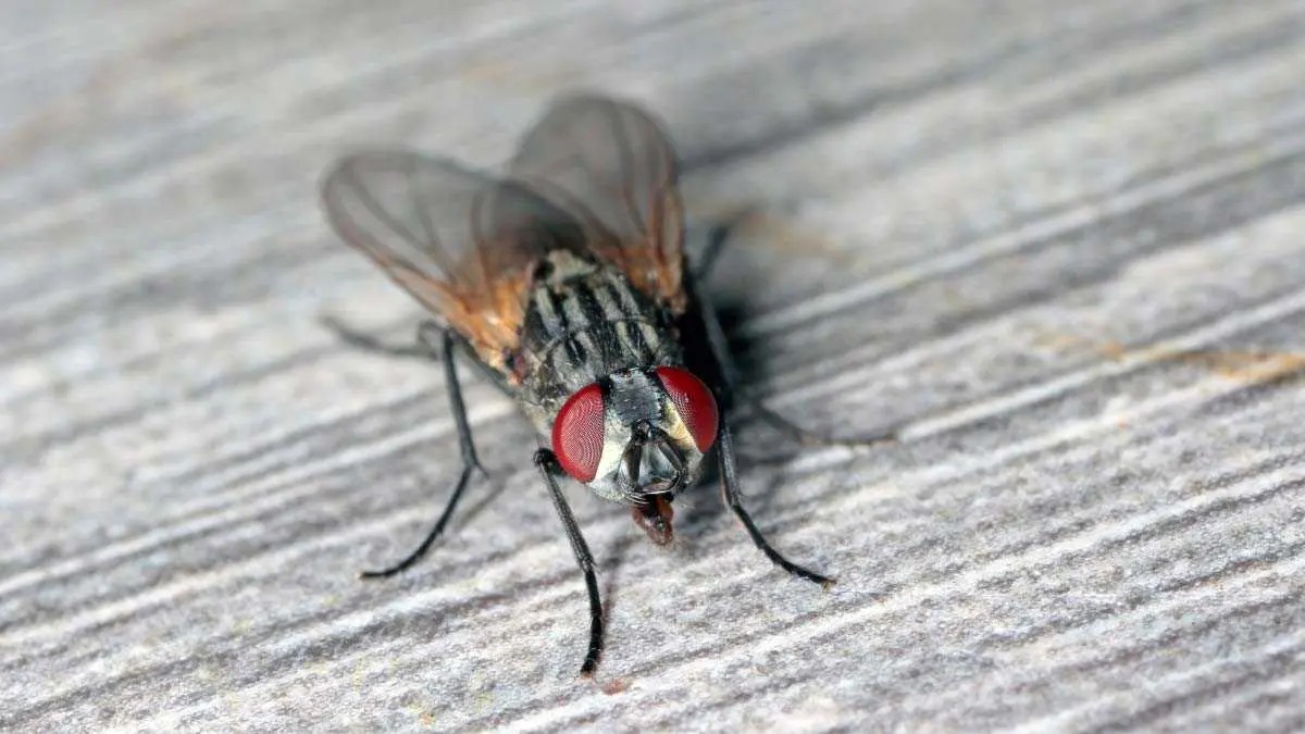 How To Get Rid Of House Flies.jp