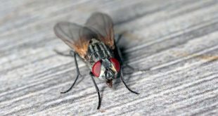 How To Get Rid Of House Flies.jp