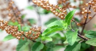 Tulsi In Mandir At Home One.jpg