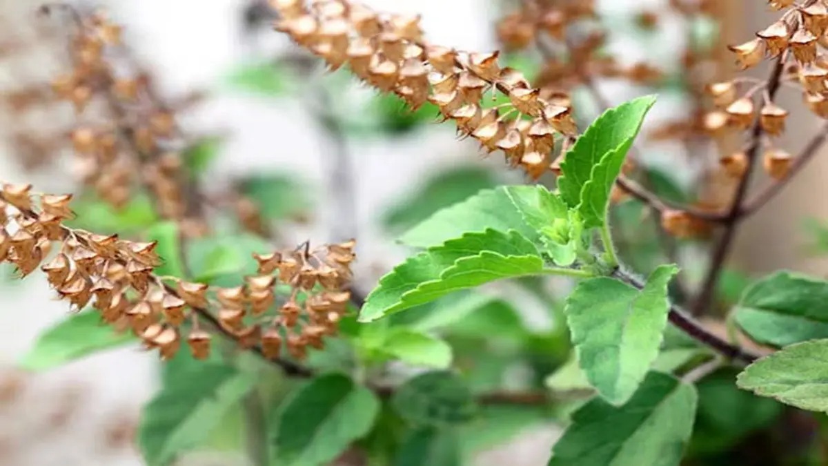 Tulsi In Mandir At Home One.jpg