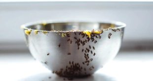 How To Prevent Ants From Kitchen