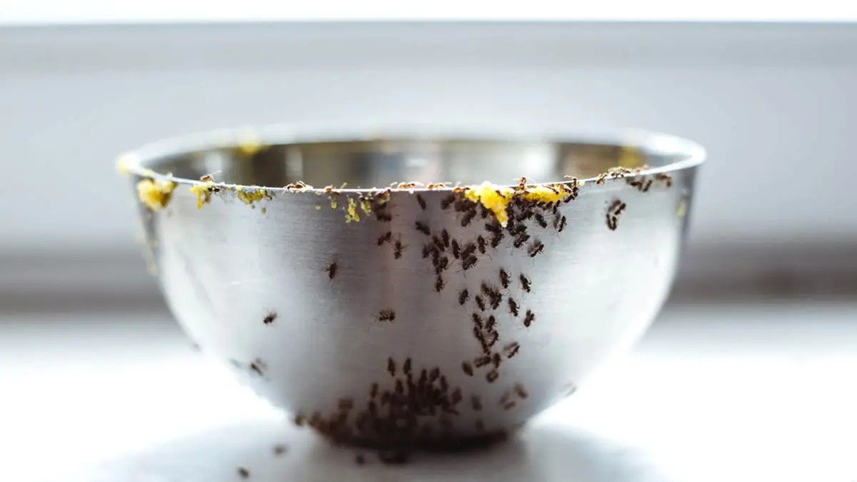 How To Prevent Ants From Kitchen