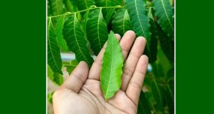 Neem Leaves Benefits Main One.jp