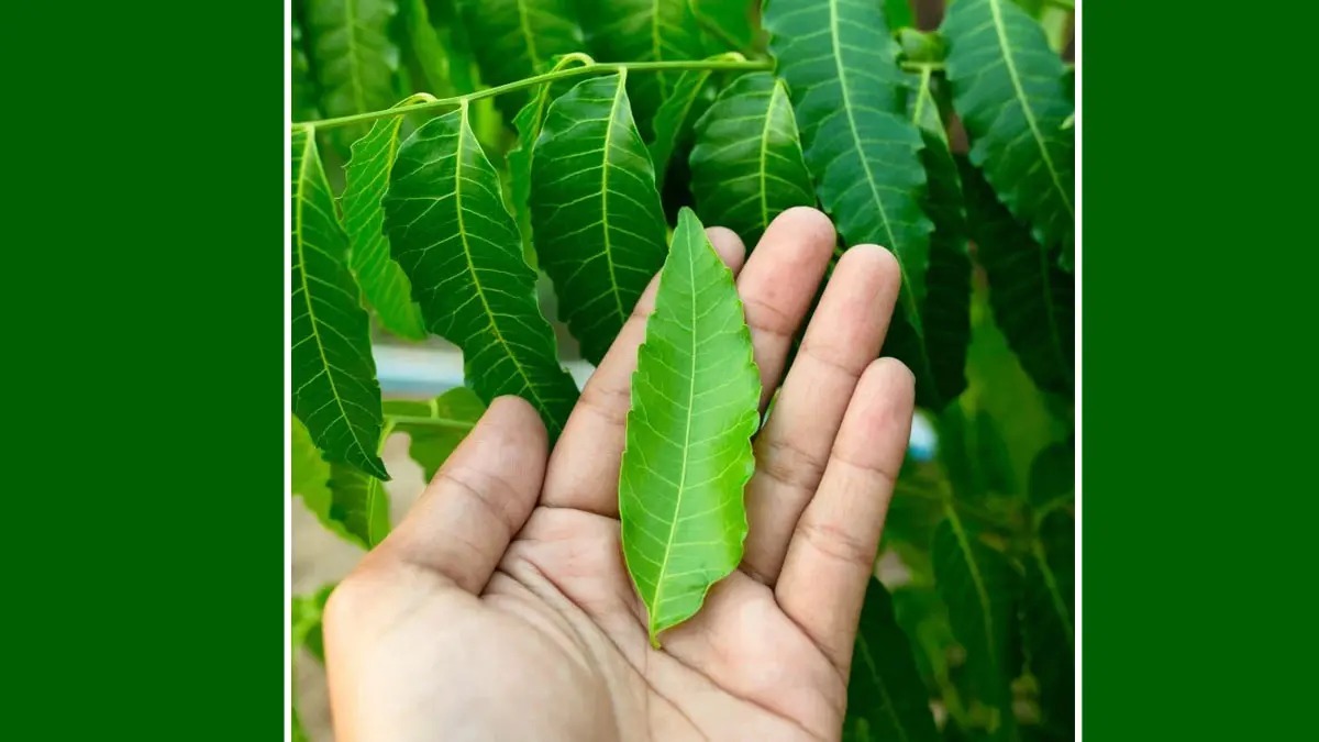 Neem Leaves Benefits Main One.jp