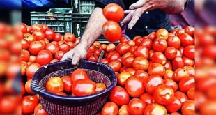 Soaring Tomato Prices May Sour Rbis Inflation Forecast