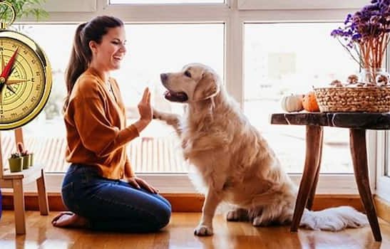 Vaastu Tips For Pet Animals In H