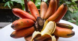 436187 Redbanana