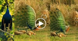 437784 Tiger Peacock Viral Video