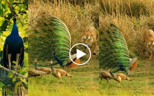 437784 Tiger Peacock Viral Video