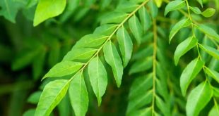 581753 Curry Leaves