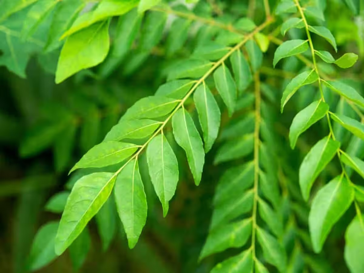 581753 Curry Leaves