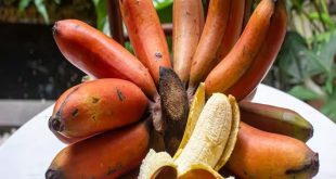 582976 Red Banana