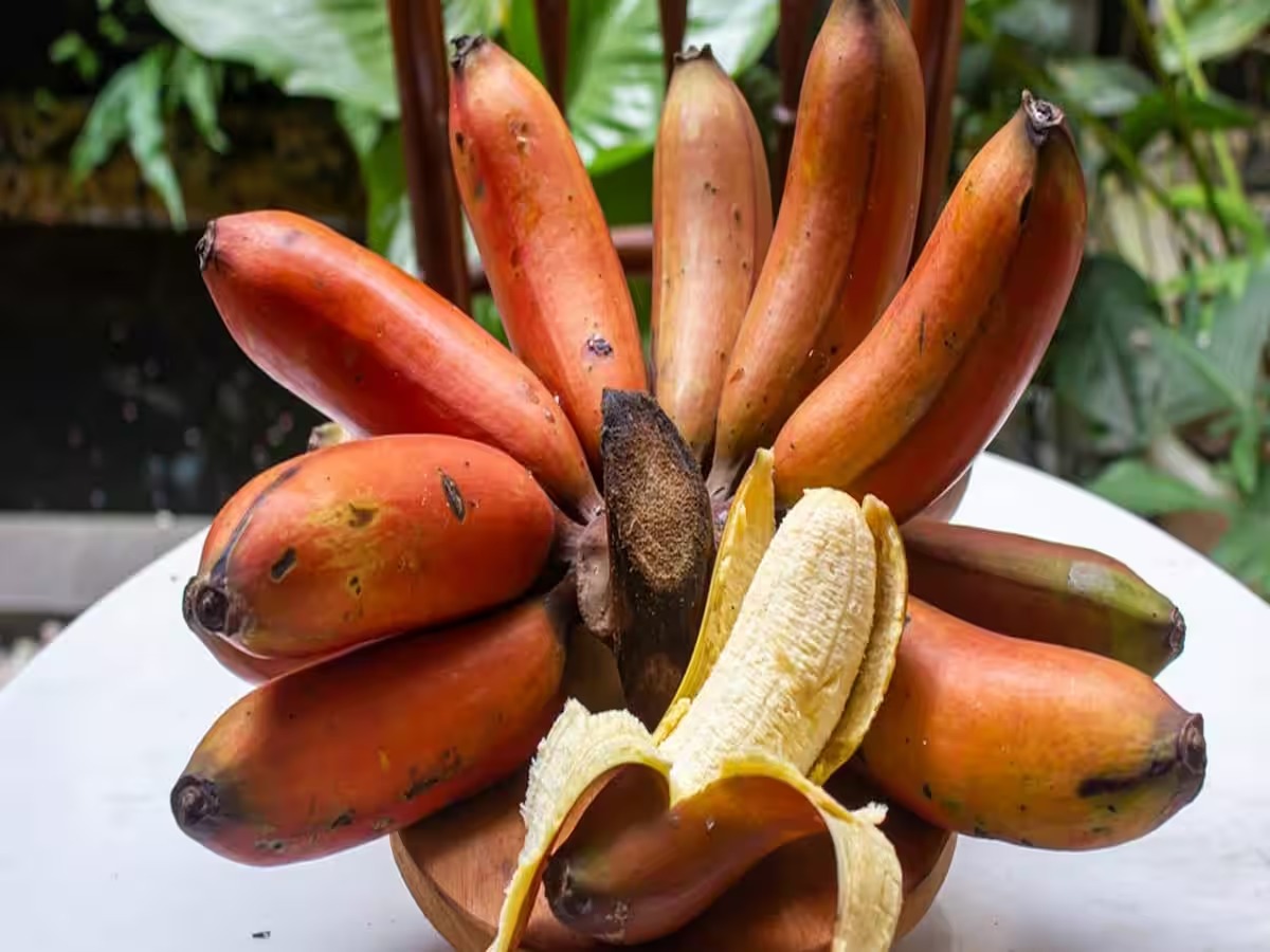 582976 Red Banana