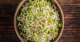 584876 Sprouts