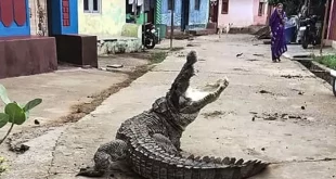 Crocodile Video 696x435.jpg