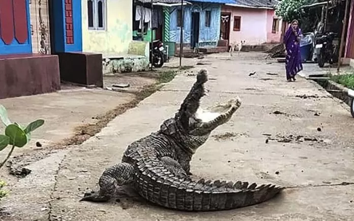 Crocodile Video 696x435.jpg