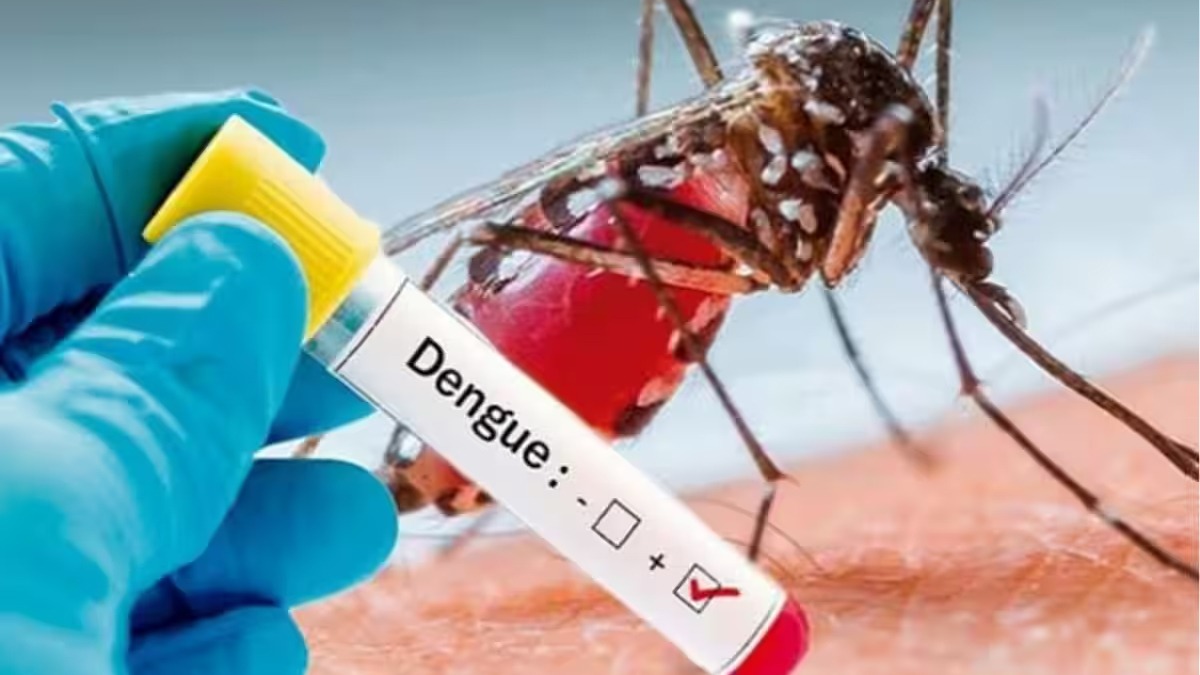 Dengue Cases Increase In Gujarat