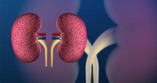 Healthy Kidney Two