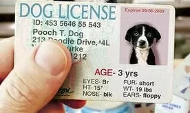 Pet License Update.jpg