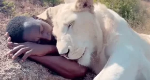 Video Of A Lioness.jpg