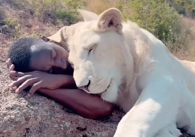 Video Of A Lioness.jpg