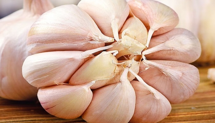 444877 Garlic